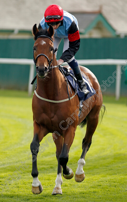 King-Of-Charm-0001 
 KING OF CHARM (Darragh Keenan)
Yarmouth 16 Oct 2023 - Pic Steven Cargill / Racingfotos.com