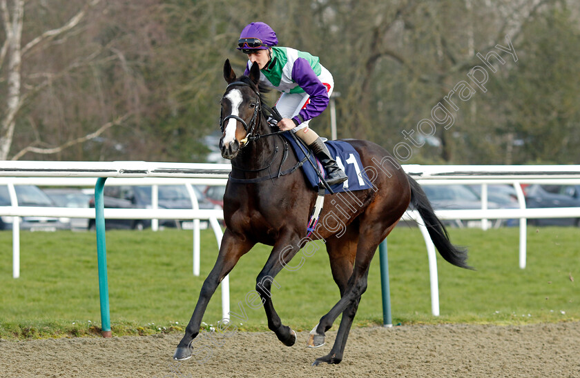 Princess-In-Rome-0005 
 PRINCESS IN ROME (Tyler Heard) winner of The Betmgm It's Showtime Restricted Maiden Stakes
Lingfield 7 Mar 2024 - Pic Steven Cargill / Racingfotos.com