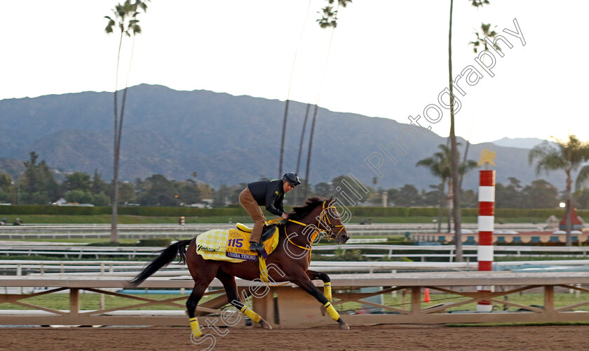 Ushba-Tesoro-0005 
 USHBA TESORO training for The Breeders' Cup Classic
Santa Anita USA, 31 October 2023 - Pic Steven Cargill / Racingfotos.com