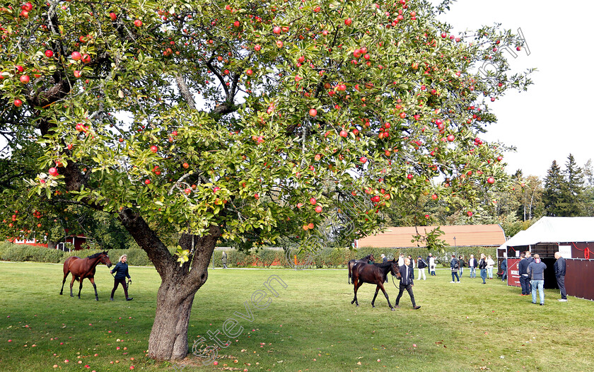 Stockholm-Yearling-Sale-0010 
 Scene before the Stockholm Yearling Sale
Bro, Sweden 22 Sep 2018 - Pic Steven Cargill / Racingfotos.com