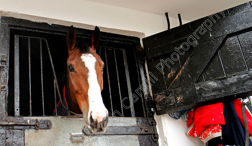 Apple s-Shakira-0002 
 APPLE'S SHAKIRA at the stables of Nicky Henderson, Lambourn 6 Feb 2018 - Pic Steven Cargill / Racingfotos.com