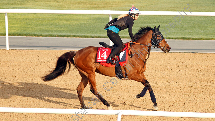 Sheikhzayedroad-0001 
 SHEIKHZAYEDROAD exercising in preparation for The Dubai Gold Cup Meydan 29 Mar 2018 - Pic Steven Cargill / Racingfotos.com