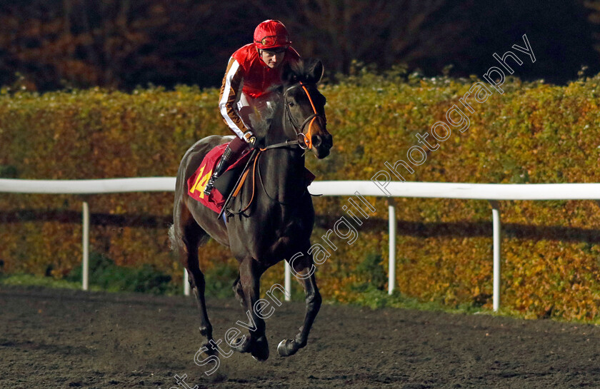 Warbler-0001 
 WARBLER (Rob Hornby)
Kempton 15 Nov 2023 - Pic Steven Cargill / Racingfotos.com