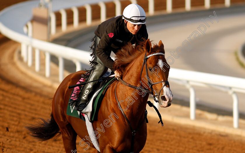 Bold-Journey-0001 
 BOLD JOURNEY training for The Riyadh Dirt Sprint
King Abdulaziz Racecourse, Saudi Arabia 20 Feb 2024 - Pic Steven Cargill / Racingfotos.com