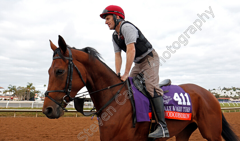 Rhododendron-0001 
 RHODODENDRON training for The Breeders' Cup Filly & Mare Turf at Del Mar 2 Nov 2017 - Pic Steven Cargill / Racingfotos.com