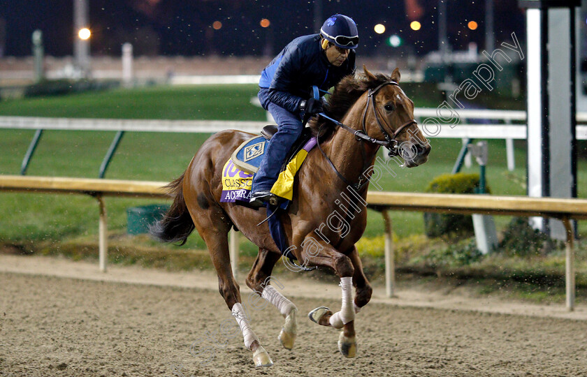 Accelerate-0001 
 ACCELERATE exercising ahead of The Breeders' Cup Classic
Churchill Downs USA 30 Oct 2018 - Pic Steven Cargill / Racingfotos.com