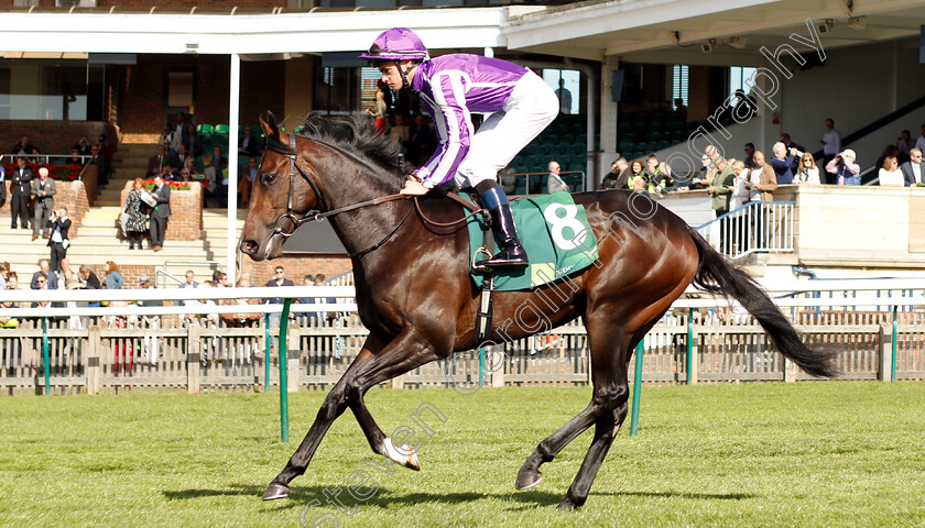 Mohawk-0001 
 MOHAWK (Donnacha O'Brien) before The Juddmonte Royal Lodge Stakes
Newmarket 29 Sep 2018 - Pic Steven Cargill / Racingfotos.com