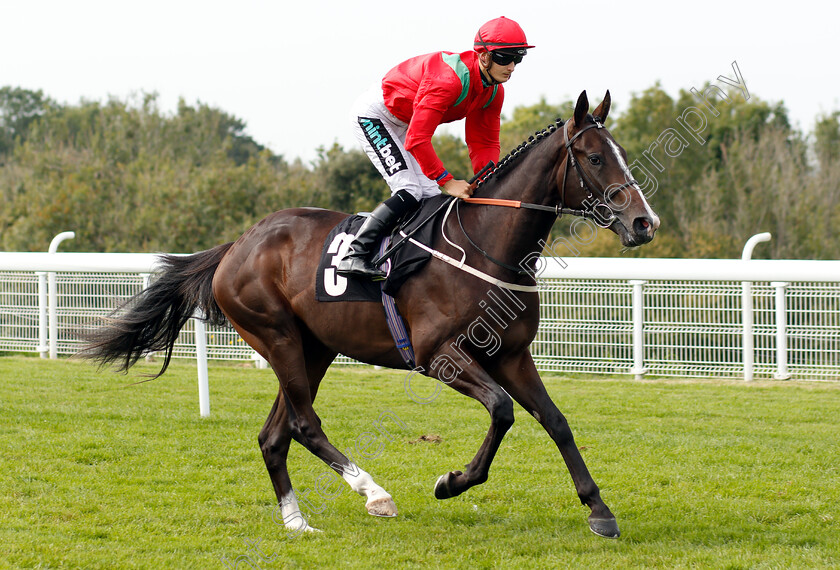 Caplin-0001 
 CAPLIN (Harry Bentley)
Goodwood 4 Sep 2018 - Pic Steven Cargill / Racingfotos.com