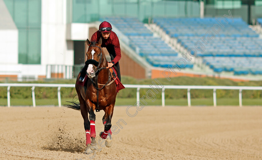 Laurel-River-0004 
 LAUREL RIVER training for the Dubai Racing Carnival 
Meydan 23 Jan 2025 - Pic Steven Cargill / Racingfotos.com