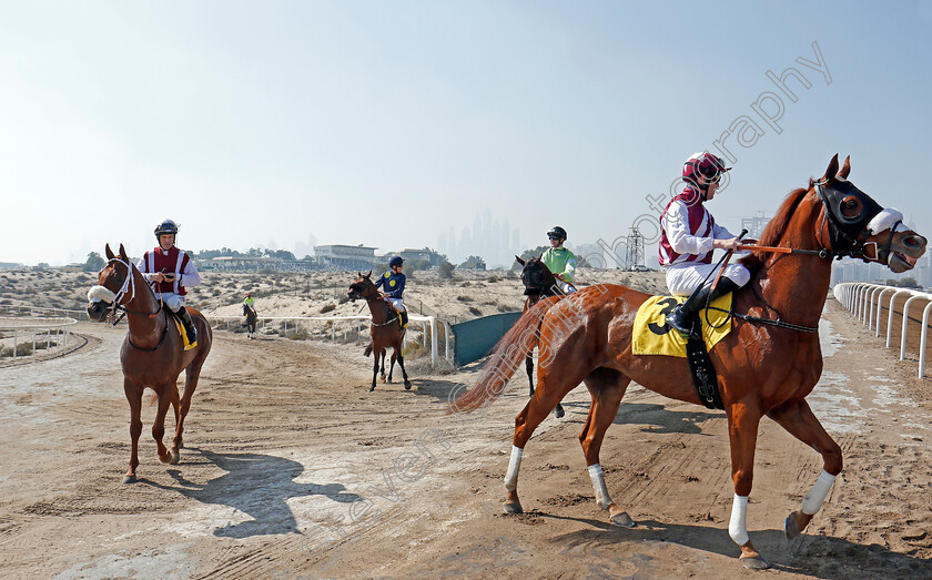 Jebel-Ali-0003 
 Horses walk to the start at Jebel Ali, Dubai 9 Feb 2018 - Pic Steven Cargill / Racingfotos.com