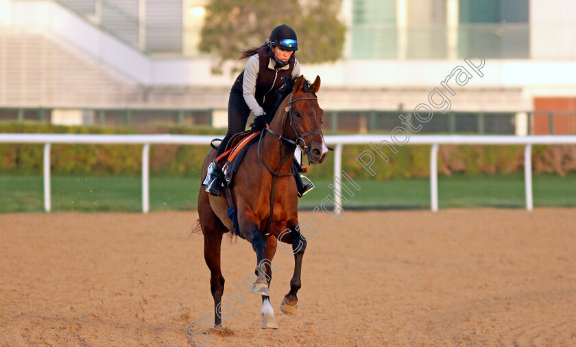 Island-Brave-0003 
 ISLAND BRAVE exercising for trainer Heather Main 
Meydan, Dubai, 3 Feb 2022 - Pic Steven Cargill / Racingfotos.com