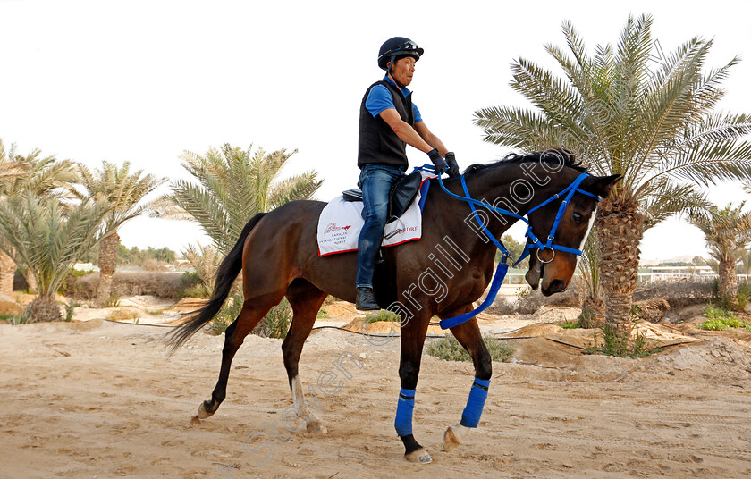 Deirdre-0005 
 DEIRDRE training for the Bahrain International Trophy
Rashid Equestrian & Horseracing Club, Bahrain, 18 Nov 2020