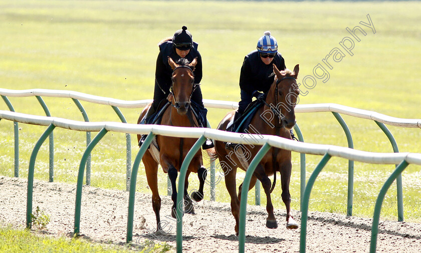 Bryony-Frost-0008 
 BRYONY FROST and Richard Hills exercising Arabian racehorses ahead of DIAR day at Newbury
Newmarket 27 Jun 2019 - Pic Steven Cargill / Racingfotos.com