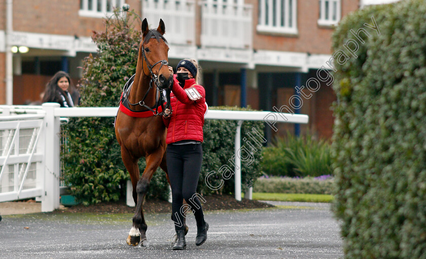 Doctor-Parnanssus-0001 
 DOCTOR PARNASSUS winner of The SBK Betting Podcast Juvenile Hurdle
Ascot 22 Jan 2022 - Pic Steven Cargill / Racingfotos.com