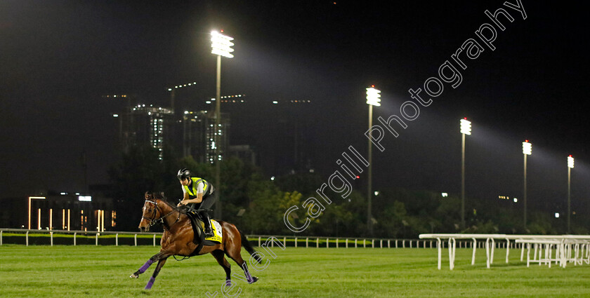 Do-Deuce-0001 
 DO DEUCE training for The Dubai Turf
Meydan Dubai 27 Mar 2024 - Pic Steven Cargill / Racingfotos.com