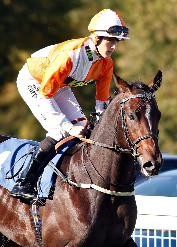 Don-Diego-Vega-0001 
 DON DIEGO VEGA (George Downing)
Salisbury 3 Oct 2018 - Pic Steven Cargill / Racingfotos.com