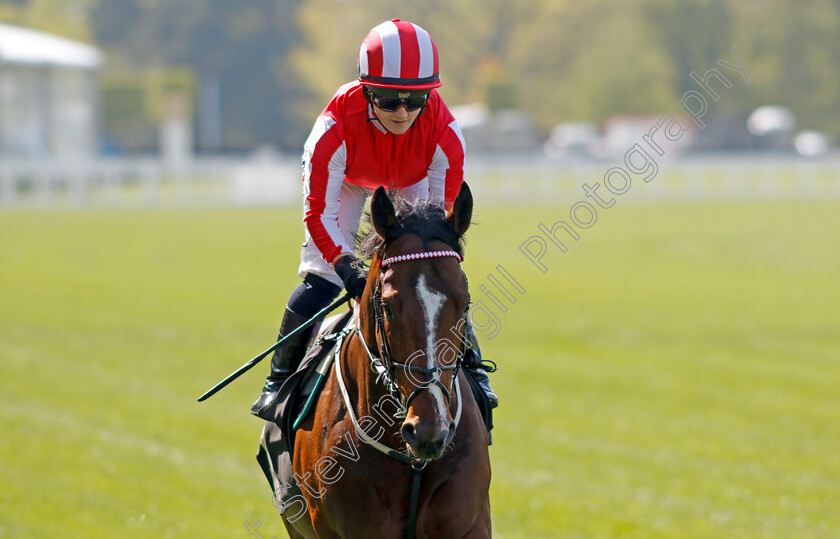 Bradsell-0004 
 BRADSELL (Hollie Doyle)
Ascot 3 May 2023 - Pic Steven Cargill / Racingfotos.com