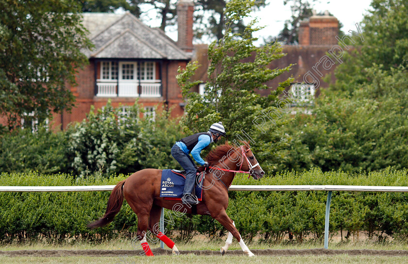 Bucchero-0007 
 American trained BUCCHERO on the gallops in Newmarket ahead of his Royal Ascot challenge
Newmarket 14 Jun 2018 - Pic Steven Cargill / Racingfotos.com