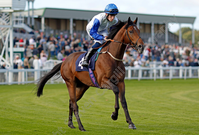 Must-Believe-0001 
 MUST BELIEVE (Paddy Bradley)
Yarmouth 17 Sep 2024 - Pic Steven Cargill / Racingfotos.com