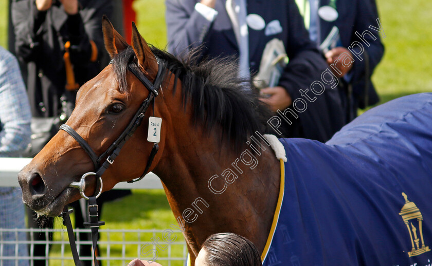 Emily-Upjohn-0014 
 EMILY UPJOHN after The Tattersalls Musidora Stakes
York 11 May 2022 - Pic Steven Cargill / Racingfotos.com