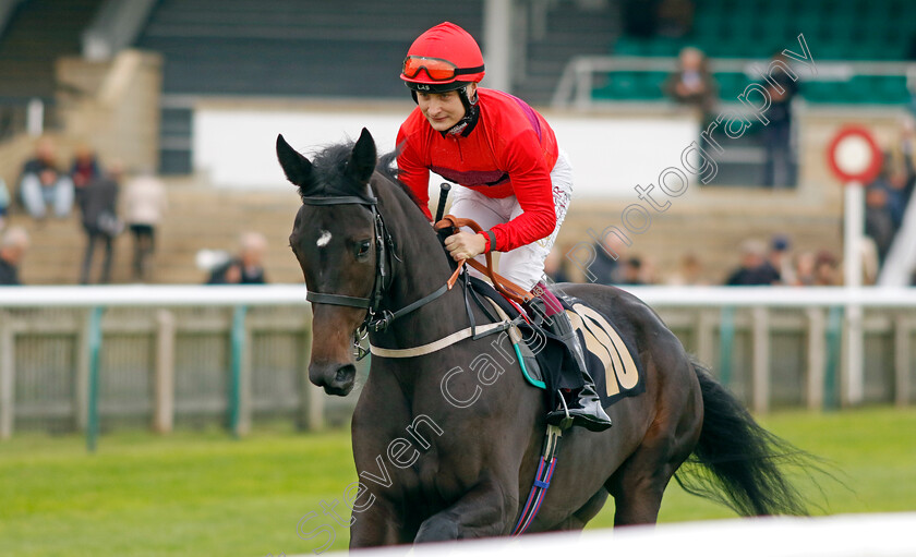 Victoria-Concordia-0001 
 VICTORIA CONCORDIA (Cieren Fallon)
Newmarket 25 Oct 2023 - Pic Steven Cargill / Racingfotos.com