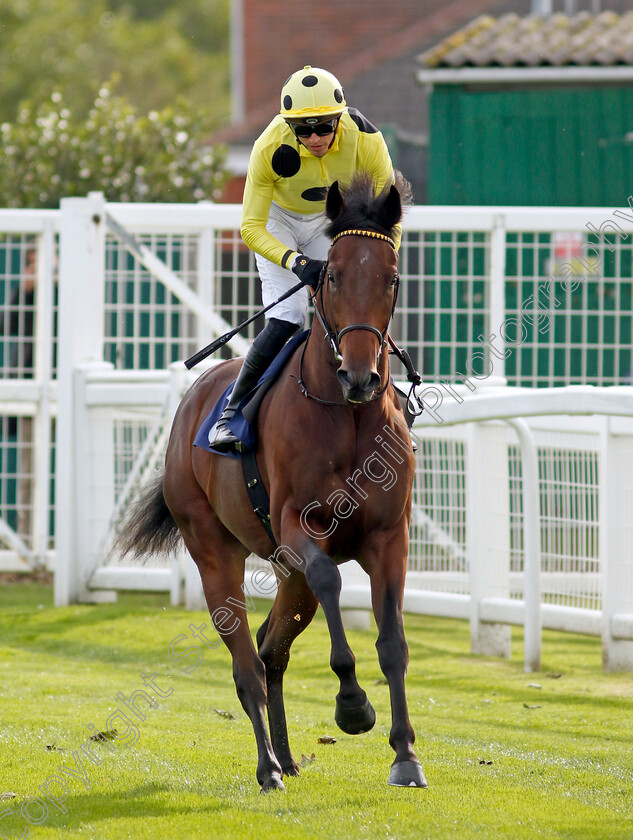 Gracious-Leader-0001 
 GRACIOUS LEADER (James Doyle)
Yarmouth 16 Oct 2023 - Pic Steven Cargill / Racingfotos.com