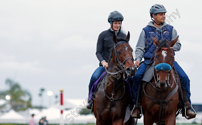 Ami s-Mesa-0001 
 AMI'S MESA training for The Breeders' Cup Filly & Sprint at Del Mar USA, 1 Nov 2017 - Pic Steven Cargill / Racingfotos.com