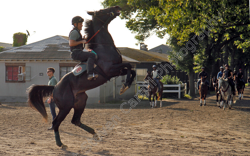 Belmont-Park-0001 
 A horse plays up on his way back to the barn after exercising on the track
Belmont Park 8 Jun 2018 - Pic Steven Cargill / Racingfotos.com