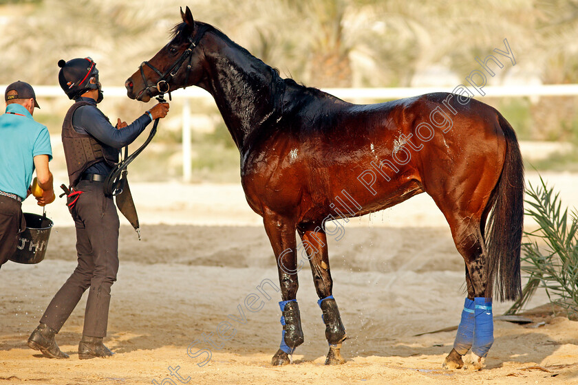 Global-Giant-0003 
 GLOBAL GIANT after training for the Bahrain International Trophy
Rashid Equestrian & Horseracing Club, Bahrain, 18 Nov 2020