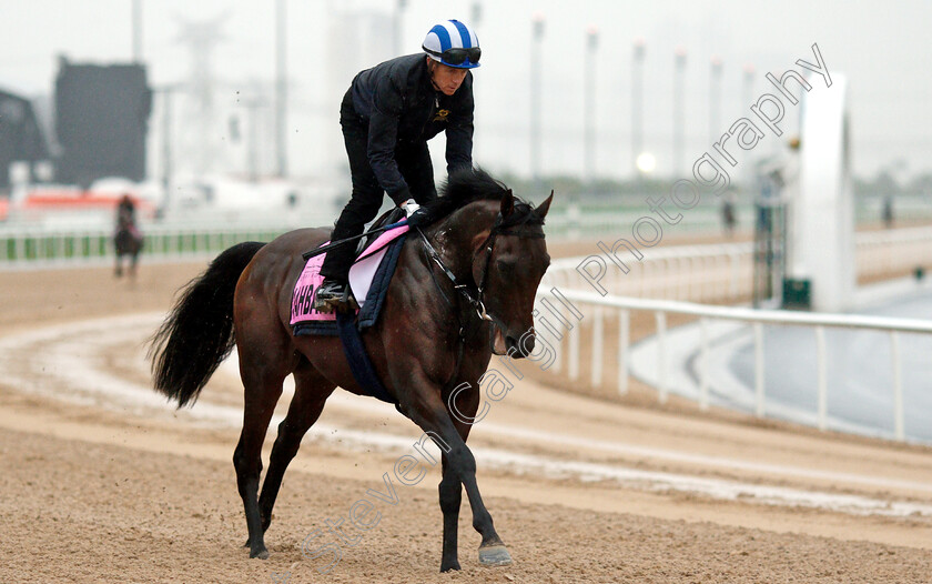 Jahbath-0002 
 JAHBATH (Jim Crowley) training for The UAE Derby
Meydan 28 Mar 2019 - Pic Steven Cargill / Racingfotos.com