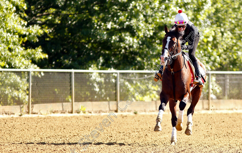 War-Of-Will-0011 
 WAR OF WILL exercising in preparation for the Preakness Stakes
Pimlico, Baltimore USA, 15 May 2019 - Pic Steven Cargill / Racingfotos.com