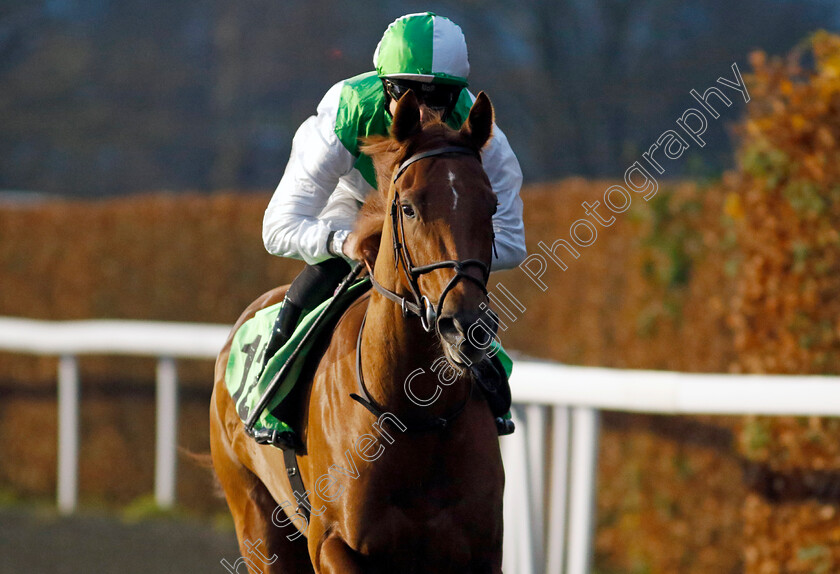 The-New-Bay-Pearl-0001 
 THE NEW BAY PEARL (Jack Mitchell)
Kempton 4 Dec 2024 - Pic Steven Cargill / Racingfotos.com