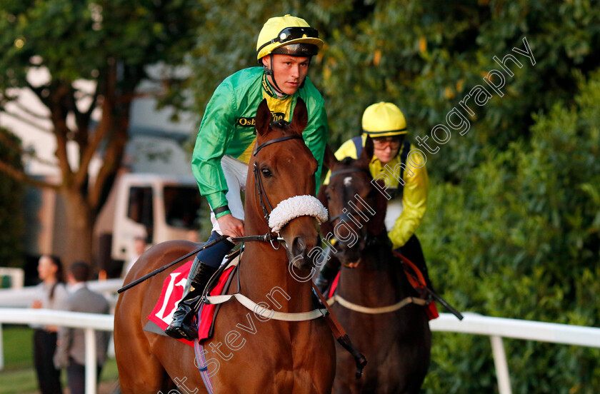 Garrick-Street-0001 
 GARRICK STREET (William Carver)
Sandown 25 May 2023 - Pic Steven Cargill / Racingfotos.com