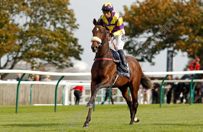 Midnite-Runner-0001 
 MIDNITE RUNNER (Sean Levey)
Newmarket 7 Oct 2023 - Pic Steven Cargill / Racingfotos.com