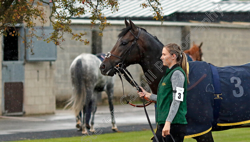 Murphy s-Dream-0006 
 MURPHY'S DREAM
Southwell 4 Oct 2022 - Pic Steven Cargill / Racingfotos.com