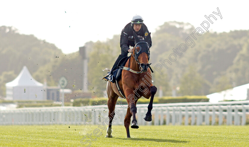 Home-Affairs-0014 
 HOME AFFAIRS - Australia to Ascot, preparing for the Royal Meeting.
Ascot 10 Jun 2022 - Pic Steven Cargill / Racingfotos.com