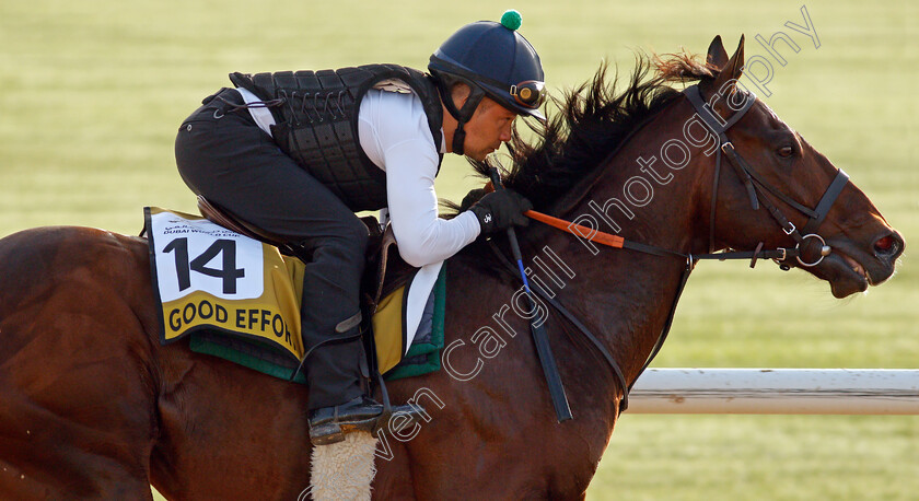 Good-Effort-0001 
 GOOD EFFORT training for the Golden Shaheen
Meydan, Dubai, 23 Mar 2022 - Pic Steven Cargill / Racingfotos.com