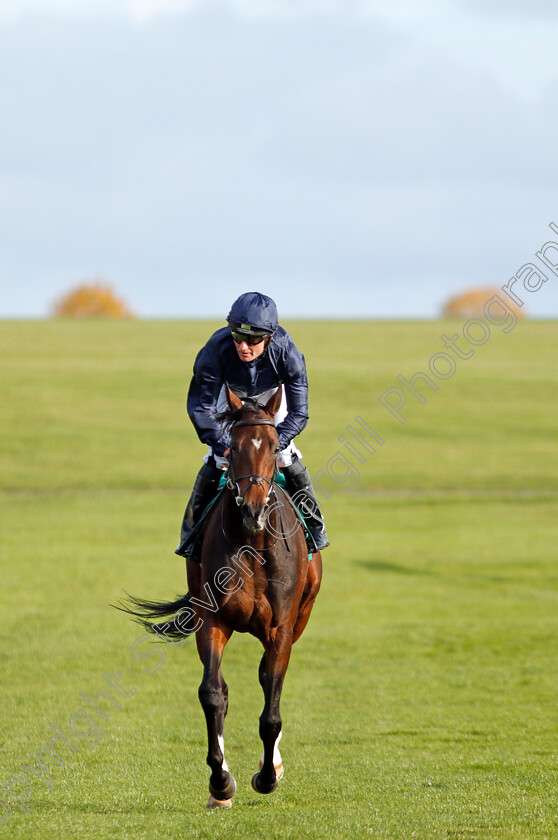 September-0001 
 SEPTEMBER (Seamie Heffernan) Newmarket 13 Oct 2017 - Pic Steven Cargill / Racingfotos.com