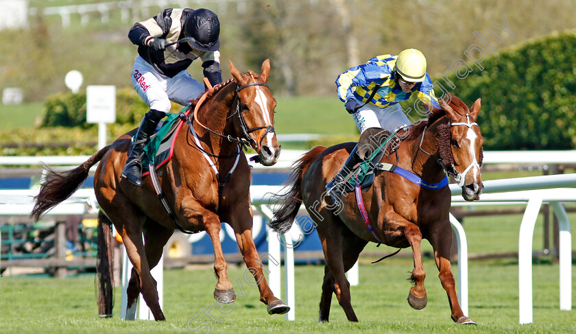 Winter-Lion-0001 
 WINTER LION (left, Paddy Brennan) beats TANARPINO (right) in The Nicholson Holman Handicap Chase Cheltenham 18 Apr 2018 - Pic Steven Cargill / Racingfotos.com