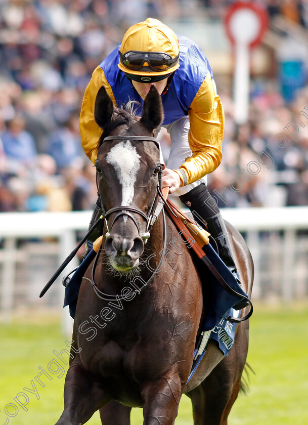 Ville-De-Grace 
 VILLE DE GRACE (Richard Kingscote)
York 12 May 2022 - Pic Steven Cargill / Racingfotos.com