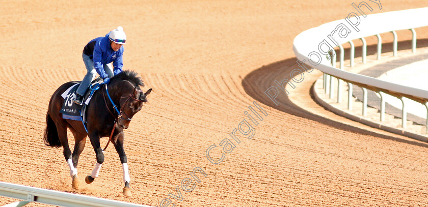 Rowdy-Yates-0001 
 ROWDY YATES preparing for the Saudi Derby
Riyadh Racecourse, Kingdom of Saudi Arabia 26 Feb 2020 - Pic Steven Cargill / Racingfotos.com