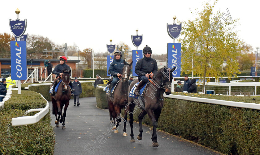 Pleasington-0001 
 PLEASINGTON leads Olly Murphy string
Coral Gold Cup gallops morning Newbury 19 Nov 20234 - Pic Steven Cargill / Racingfotos.com