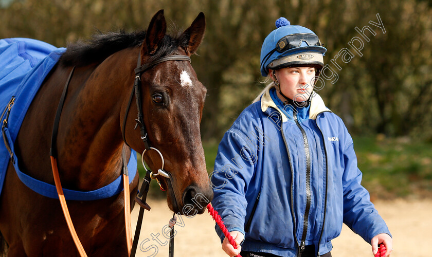 Slate-House-0002 
 SLATE HOUSE at Colin Tizzard's stables near Sherborne 21 Feb 2018 - Pic Steven Cargill / Racingfotos.com