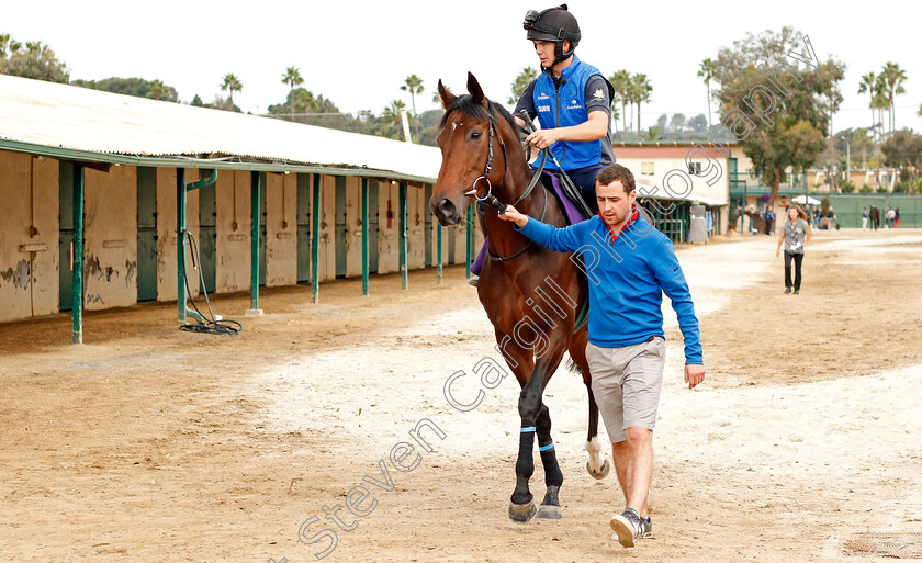 Ribchester-0002 
 RIBCHESTER training for The Breeders' Cup Mile at Del Mar USA, 1 Nov 2017 - Pic Steven Cargill / Racingfotos.com