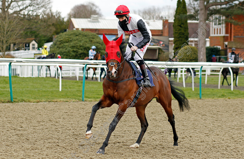 Megallan-0001 
 MEGALLAN (Robert Havlin)
Lingfield 6 Mar 2021 - Pic Steven Cargill / Racingfotos.com