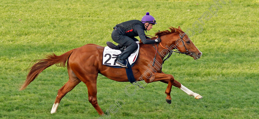 Zoulu-Chief-0002 
 ZOULU CHIEF training at the Dubai Racing Carnival 
Meydan 4 Jan 2024 - Pic Steven Cargill / Racingfotos.com