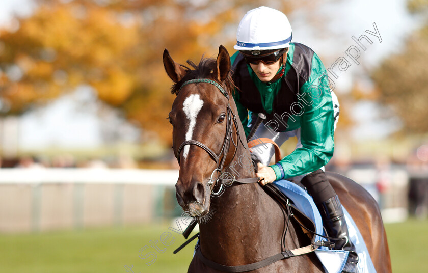 Limato-0001 
 LIMATO (Harry Bentley) before The Godolphin Stud And Stable Staff Awards Challenge Stakes
Newmarket 12 Oct 2018 - Pic Steven Cargill / Racingfotos.com