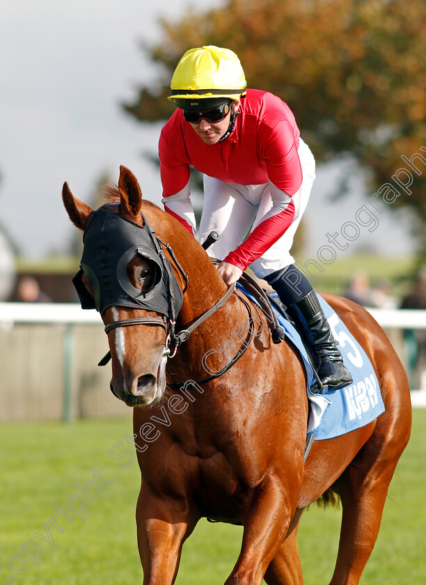 Son-Of-Corballis-0001 
 SON OF CORBALLIS (G F Carroll)
Newmarket 13 Oct 2023 - Pic Steven Cargill / Racingfotos.com