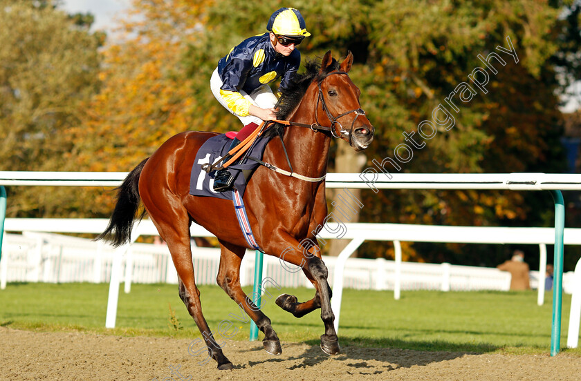 Showman-0002 
 SHOWMAN (Rob Hornby)
Lingfield 28 Oct 2021 - Pic Steven Cargill / Raingfotos.com