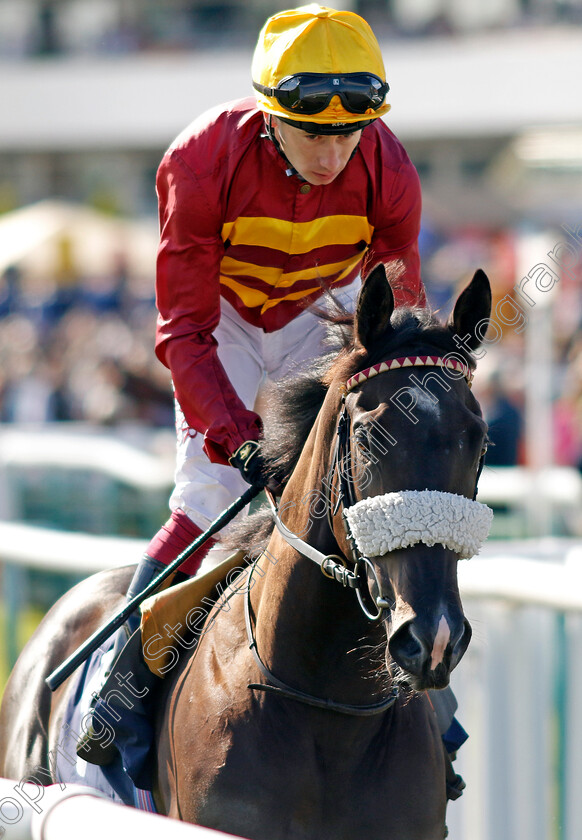 Tropical-Storm-0001 
 TROPICAL STORM (Oisin Murphy)
Doncaster 13 Sep 2024 - Pic Steven Cargill / Racingfotos.com